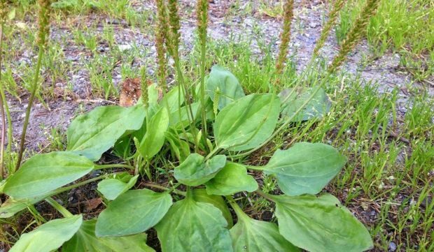 Zanimivosti o Plantain