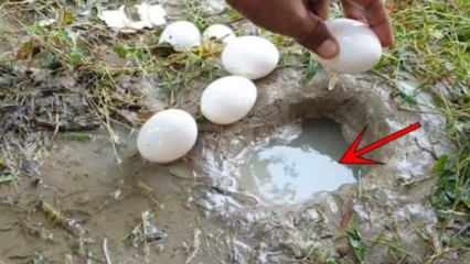 YouTube pojav je ujel ribe tako, da je v vodi zlomil jajce! Tu je osupljiv rezultat ...