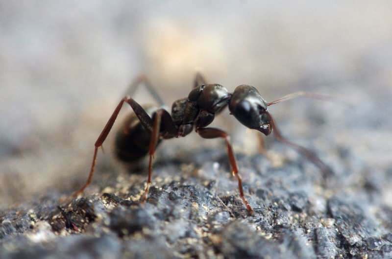 Učinkovita metoda odstranjevanja mravelj doma! Kako je mogoče uničiti mravlje, ne da bi jih ubili?