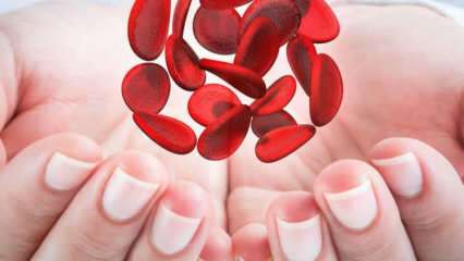 Kaj je sredozemska anemija (talasemija)? Kakšni so simptomi mediteranske anemije? Mediteransko zdravljenje anemije