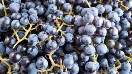 Kaj je dišeče grozdje in kakšne so njegove koristi?