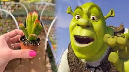 Kako gojiti rastlino Shrek ear? Ali rastlina Shrek ear cveti? Shrekova nega ušes