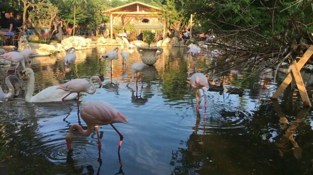 Kako priti do Flamingoköy?