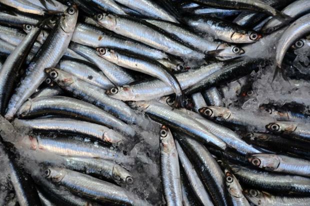 Kakšne so prednosti rib bonitov in v čem je dobra? Katere ribe je treba zaužiti?