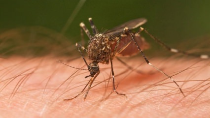 Kakšen ugriz žuželk se zgodi? Znaki pikov žuželk! Naravna metoda za pik komarjev