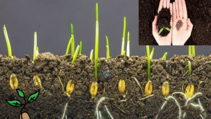 Kaj je seme in kako pride do kalitve semena? Nasveti za gojenje semen