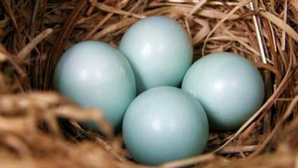 Kakšne so prednosti modro zelenega jajca?