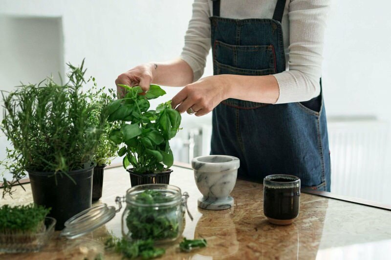 Kako gojiti rastlino doma? 5 predlogov za tiste, ki želijo gojiti rastline doma s svojimi sredstvi