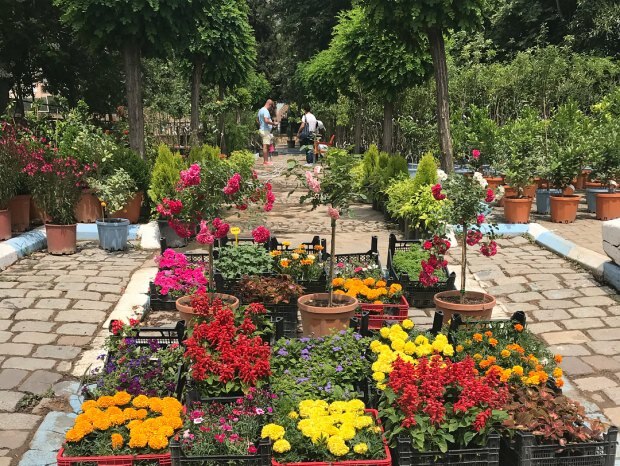 Turneja festivala Bayındır Çiçek