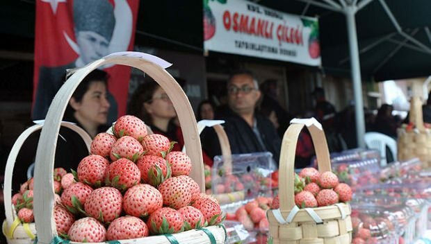 Ereğli Otomanski jagodni kulturno-umetniški festival 