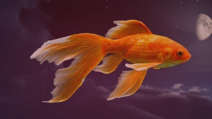 Kaj pomeni videti ribe v sanjah? Da te vidim v sanjah na ribolovu