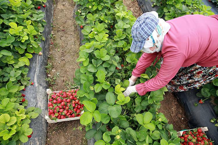 "Delovni boj" delavk v rastlinjakih z jagodami