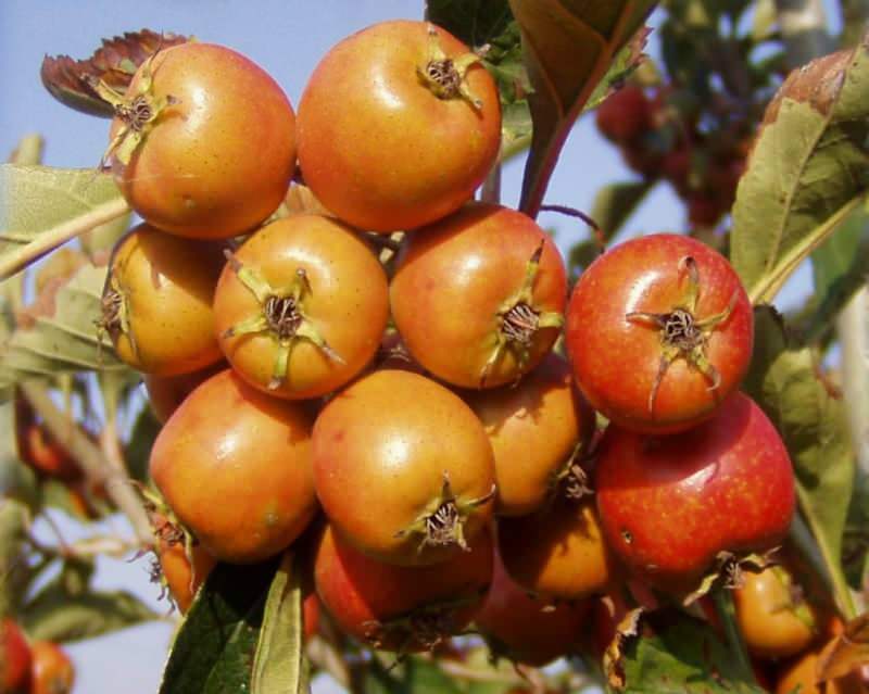 5 ljudi, ki so jedli sadje gloga s semeni, je bilo hospitaliziranih!