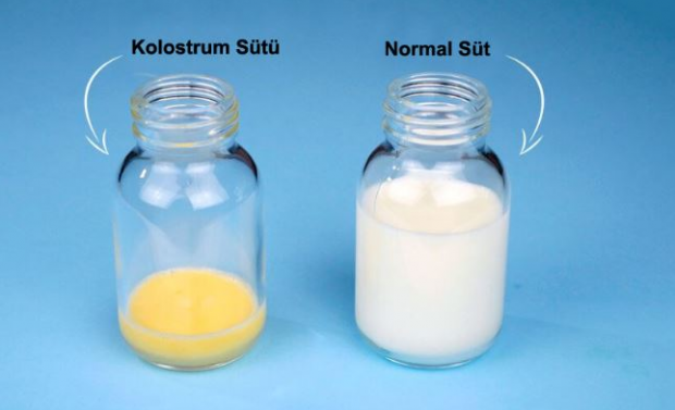 Kakšne so prednosti kolostrum mleka za otroka? Razlike od materinega mleka