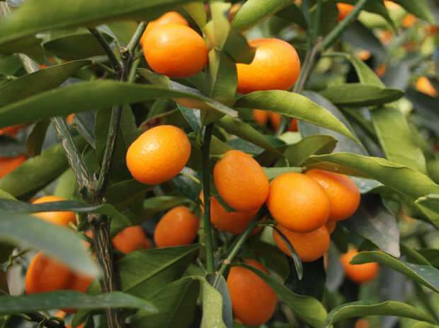 Kakšne so prednosti zdravila Kumquat (Kumkat)? Za katere bolezni je kumquat dober? Kako se uživa kumkvat?