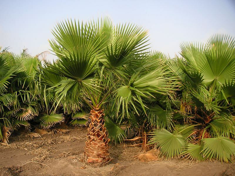 Kaj je palma? Značilnosti palme