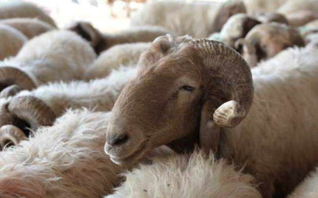 Kaj je treba upoštevati pri nakupu požrtvovalnih ovc?