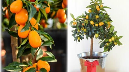 Kako gojiti kumquat v cvetličnem loncu? Nega kumquat doma