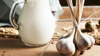 Kako se izdeluje česnovo mleko? Kaj počne česnovo mleko? Izdelovanje česnovega mleka ...