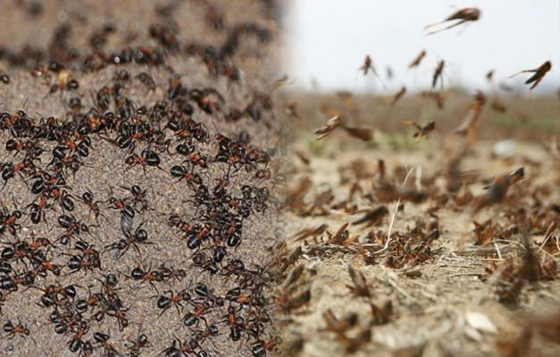 Kje je morska invazija? Zajeda mravlje po okužbi kobilice