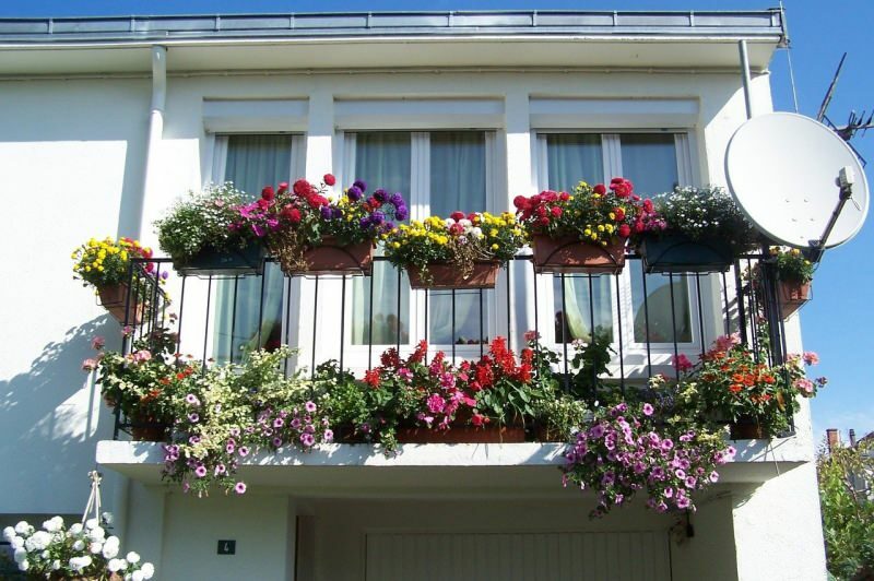 Predlogi za dekoracijo balkona za pomladne mesece! Imena spomladanskih cvetov medveda