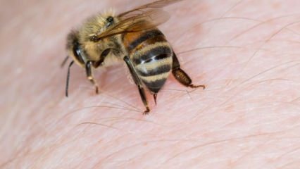 Kaj je alergija na čebele in kakšni so simptomi? Naravne metode, ki so dobre za čebelje pike