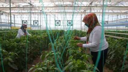 Domača in nacionalna pridelava semen proizvajalca TIGEM z močjo žensk