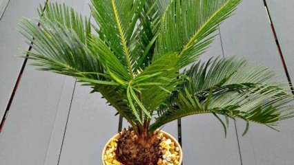 Kako gojimo palmo?