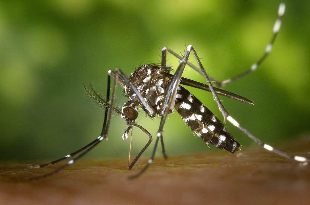 Aedes komar